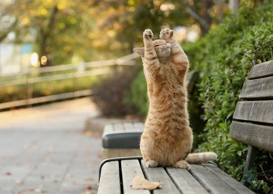 İnternetin yeni fenomenleri 63