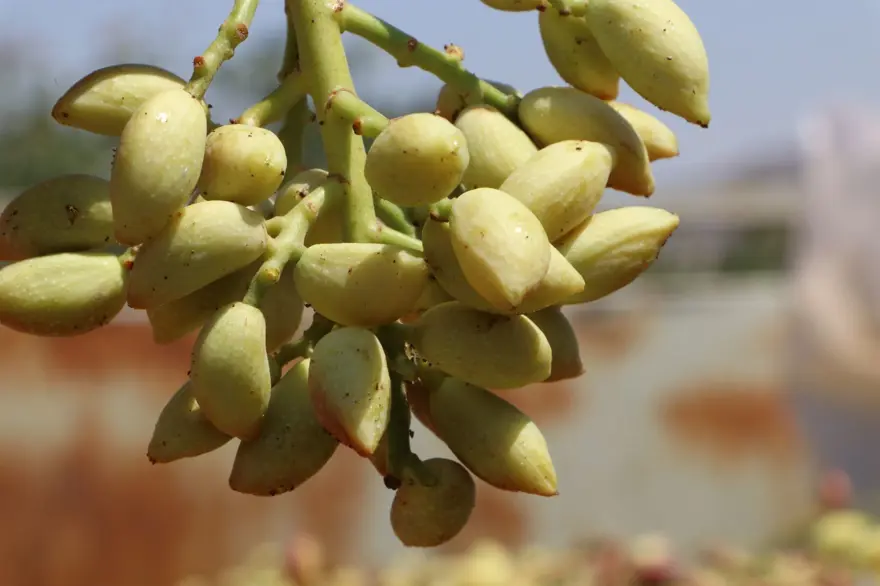 Sabah ve akşam dallardan toplanıyor: 1 ila 3 hafta devam edecek 7 Sabah ve akşam dallardan toplanıyor: 1 ila 3 hafta devam edecek 7