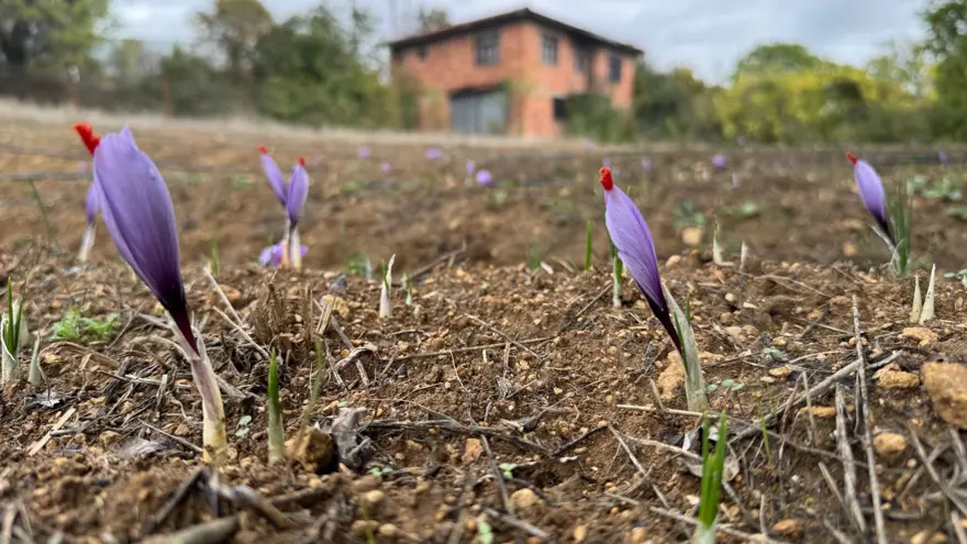 Dünyanın en pahalı baharatı: UNESCO Dünya Mirası Listesi'nde 3 Dünyanın en pahalı baharatı: UNESCO Dünya Mirası Listesi'nde 3