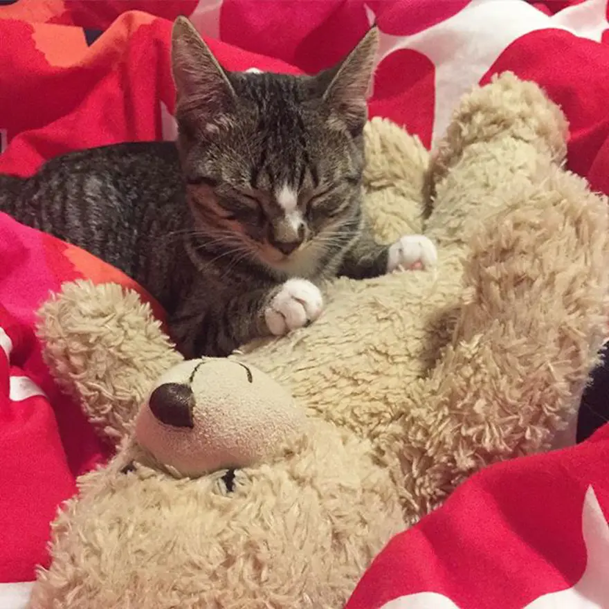 Hayatını kedileri kurtarmaya adadı 258