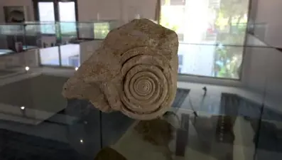 Mersin'de 60 milyon yıl öncesine ait salyangoz fosili bulundu