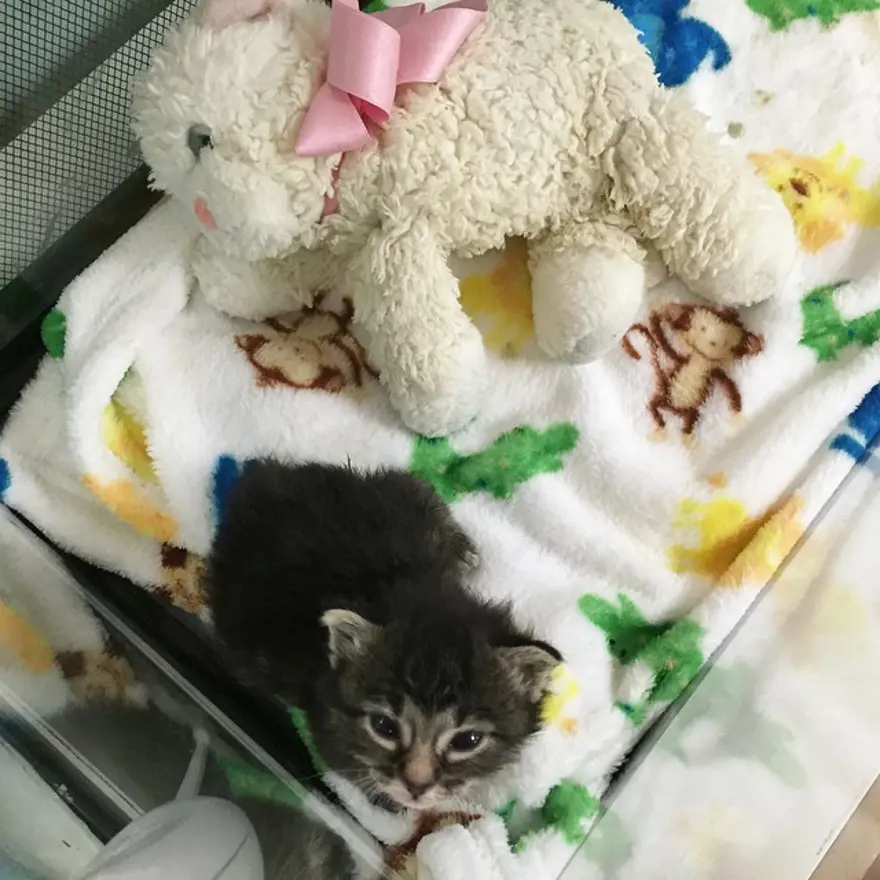 Hayatını kedileri kurtarmaya adadı 205