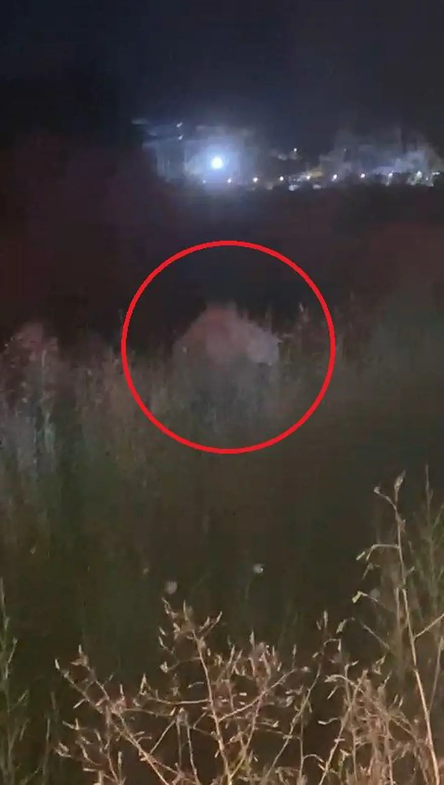 Manavgat'ta firari aslanla boğuşan adam anlattı: Bir anda üstüme çöktü 4