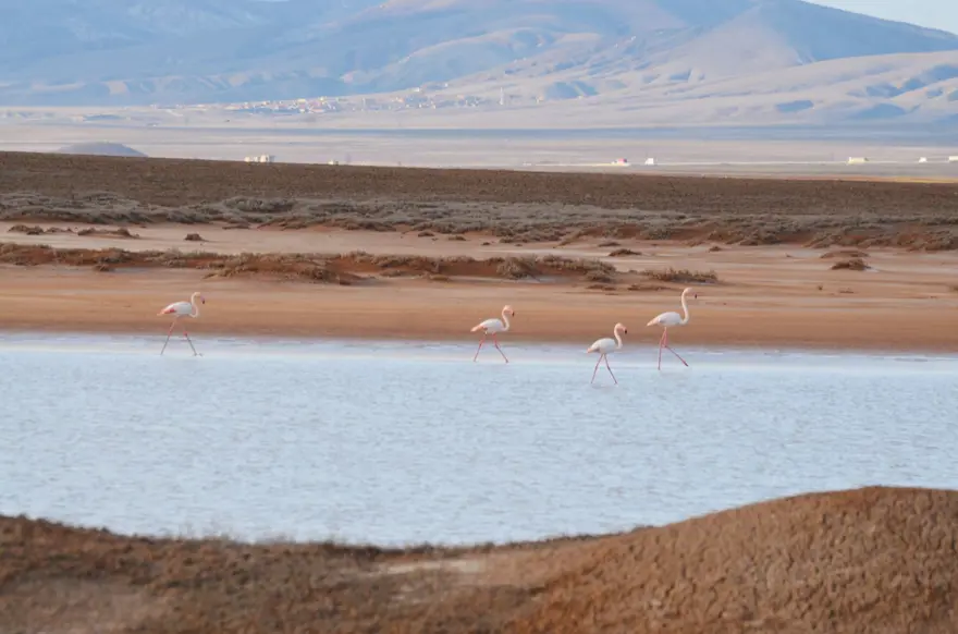 Tuz Gölü'nün misafirleri flamingolar gelmeye başladı 12