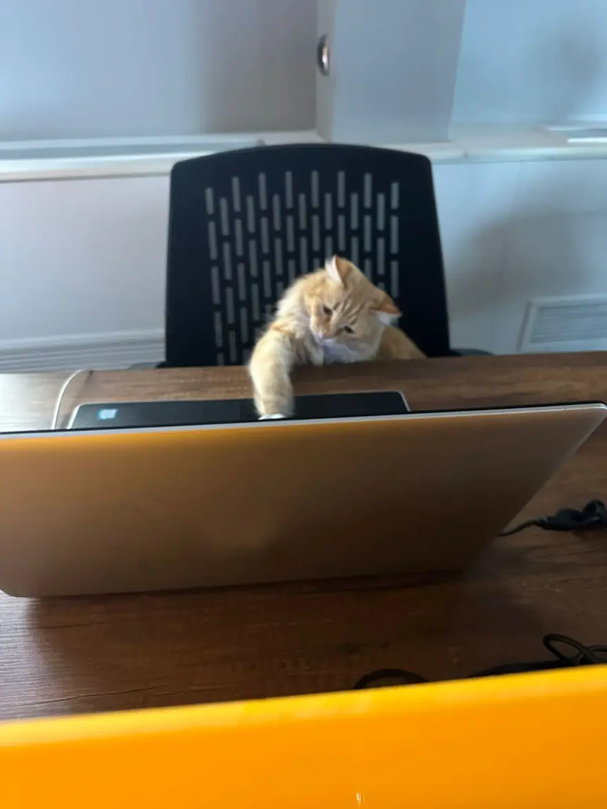 Kedilerle ilgili yeni keşif: Anavatanı Mezopotamya mı? 2