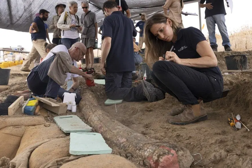 İsrail'de 500 bin yıllık devasa fildişi bulundu: 2,6 metre uzunluğunda ve150 kilo ağırlığında 8 İsrail'de 500 bin yıllık devasa fildişi bulundu: 2,6 metre uzunluğunda ve150 kilo ağırlığında 8