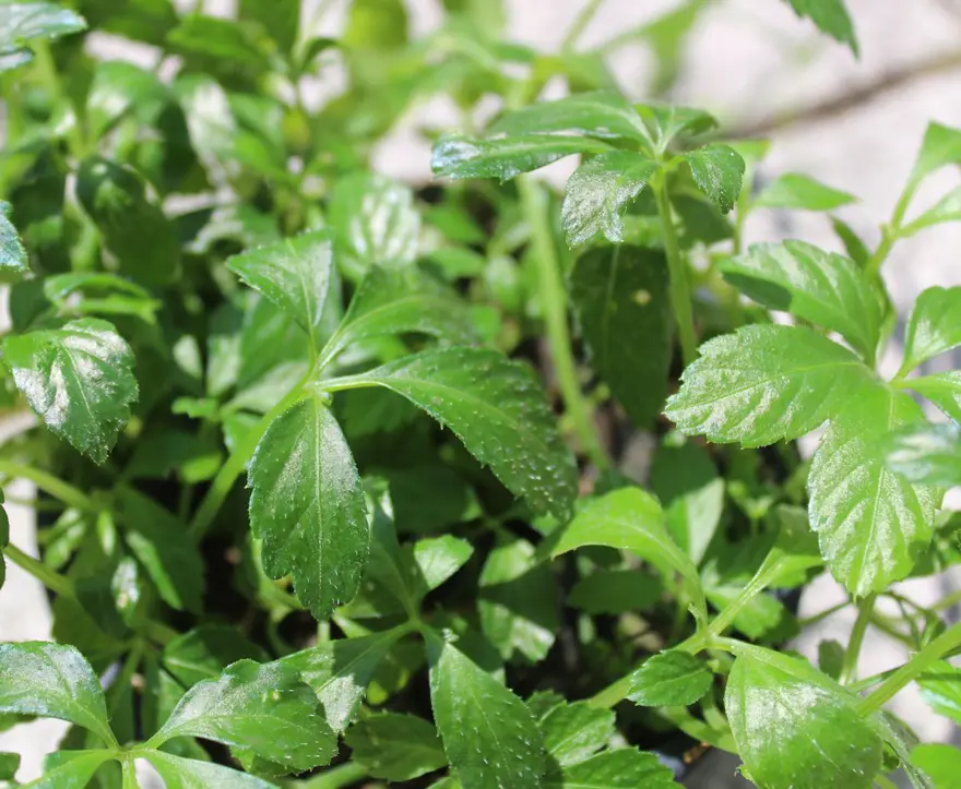 ''Ölümsüzlük otu'' olarak da biliniyor: İç hastalıkları uzmanı ısrarla tavsiye etti 4 ''Ölümsüzlük otu'' olarak da biliniyor: İç hastalıkları uzmanı ısrarla tavsiye etti 4