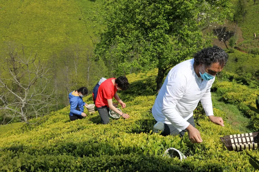 Beyaz çay hasadı başladı (Kilosu 4 bin 500 lira) 3 Beyaz çay hasadı başladı (Kilosu 4 bin 500 lira) 3