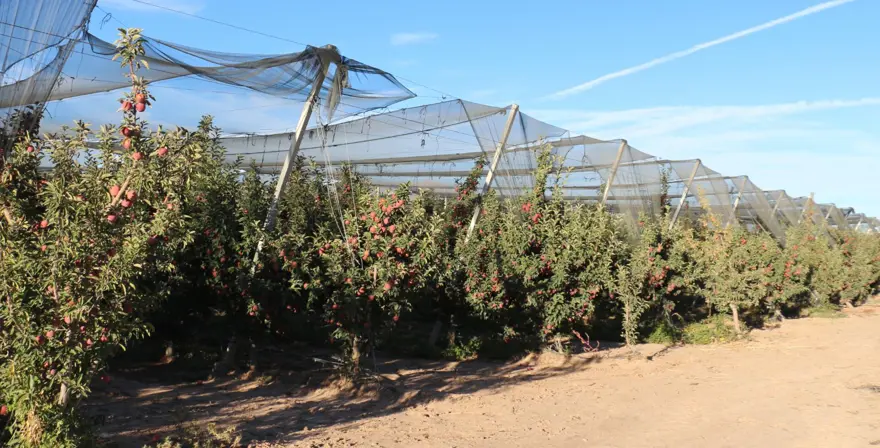 Üretici bu yıl zor sezon geçirdi: Rekolte beklentisi yüzde 40 azaldı 2