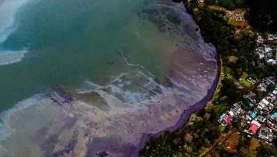 Mauritius'ta sızan petrol mangrov ormanlarını yok edebilir