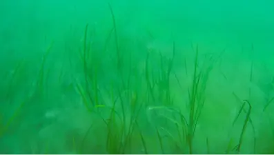 Müsilaj kabusu yayılıyor: Boğaz'daki deniz çayırlarını kapladı