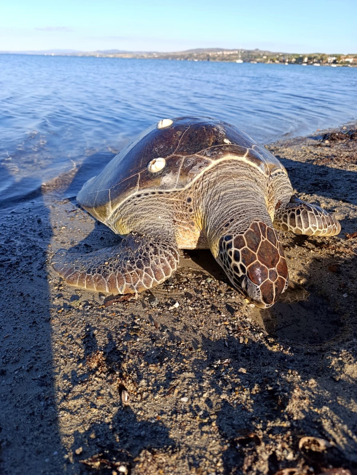 Çanakkale kıyılarında bulundu: 50 kilo ağırlığında