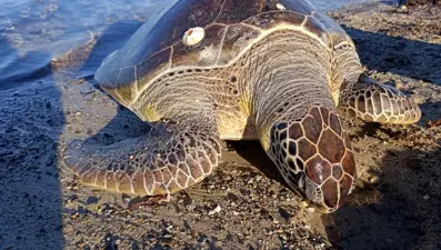 Çanakkale kıyılarında bulundu: 50 kilo ağırlığında