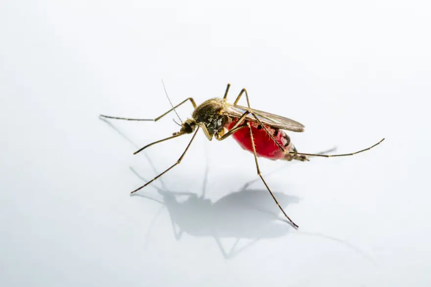 Sivrisinek ısırığı ile bulaşıp öldürüyor! Aşısı da yok tedavisi de... 2