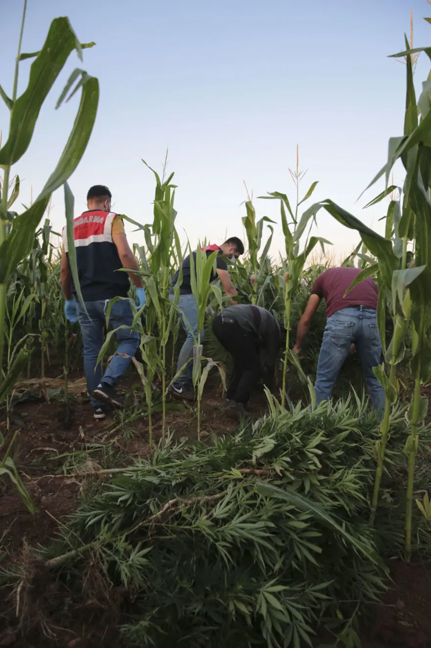 Mısır tarlasından 190 bin kök Hint keneviri ve 415 kilo esrar çıktı 13
