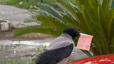 Poğaçayla besliyordu: Kargaya 10 TL'sini kaptırdı