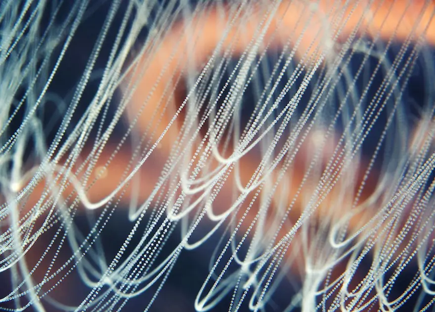 Beyaz Deniz'in harikaları 19