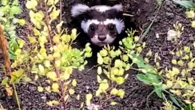 Ardahan’da nesli tükenmekte olan alaca sansar görüldü