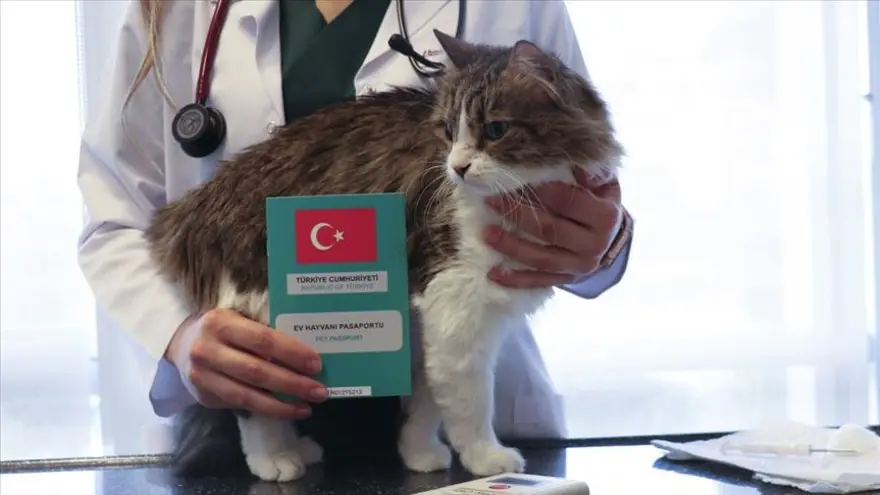 17. SORU: Ev hayvanı ölen kişi ne yapmalı? 16 17. SORU: Ev hayvanı ölen kişi ne yapmalı? 16