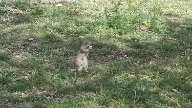 Havalar ısındı, gelengiler ortaya çıktı