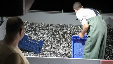 Av sezonu başladı: Balıkçılar "Vira Bismillah" diyerek denize açıldı