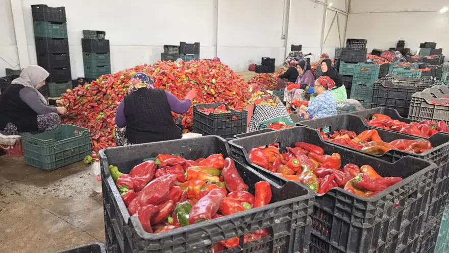 Bursa'da üretilip, Hollanda'ya gönderiliyor: Bin 500 ton ihraç edilecek 3