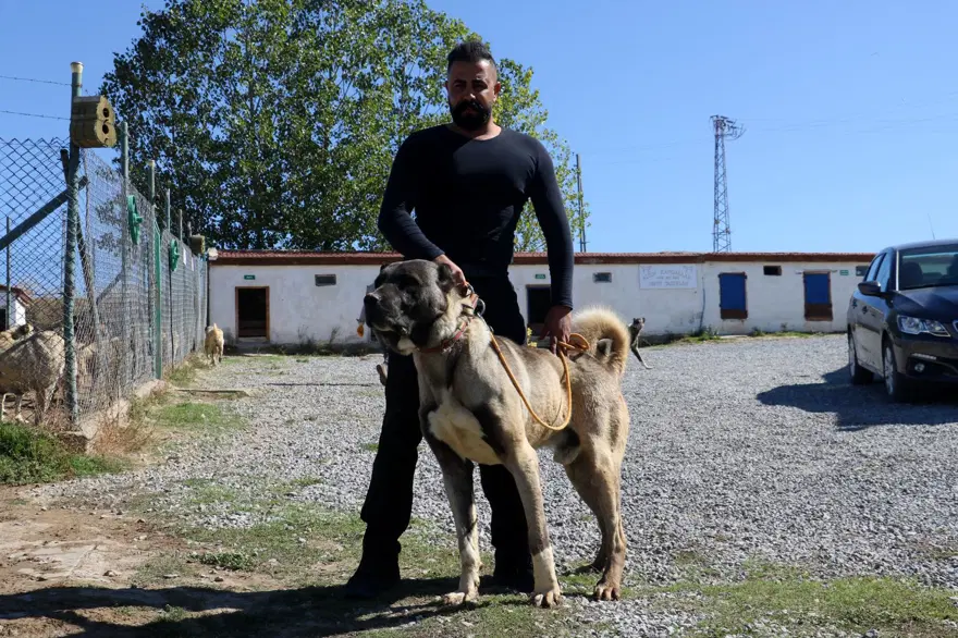 Yurtdışından talep yağıyor, lüks otomobil fiyatına alıcı buluyor 9 Yurtdışından talep yağıyor, lüks otomobil fiyatına alıcı buluyor 9