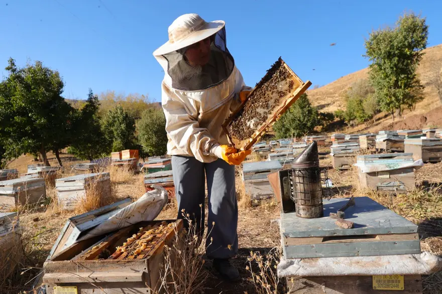 Şehirden köyüne döndü: Bu sezon 1 ton üretti 6