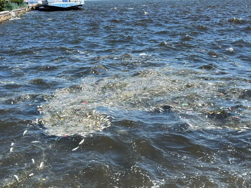 İzmir Körfezi'nde endişelendiren görüntü: Balık ölümleri başladı 5