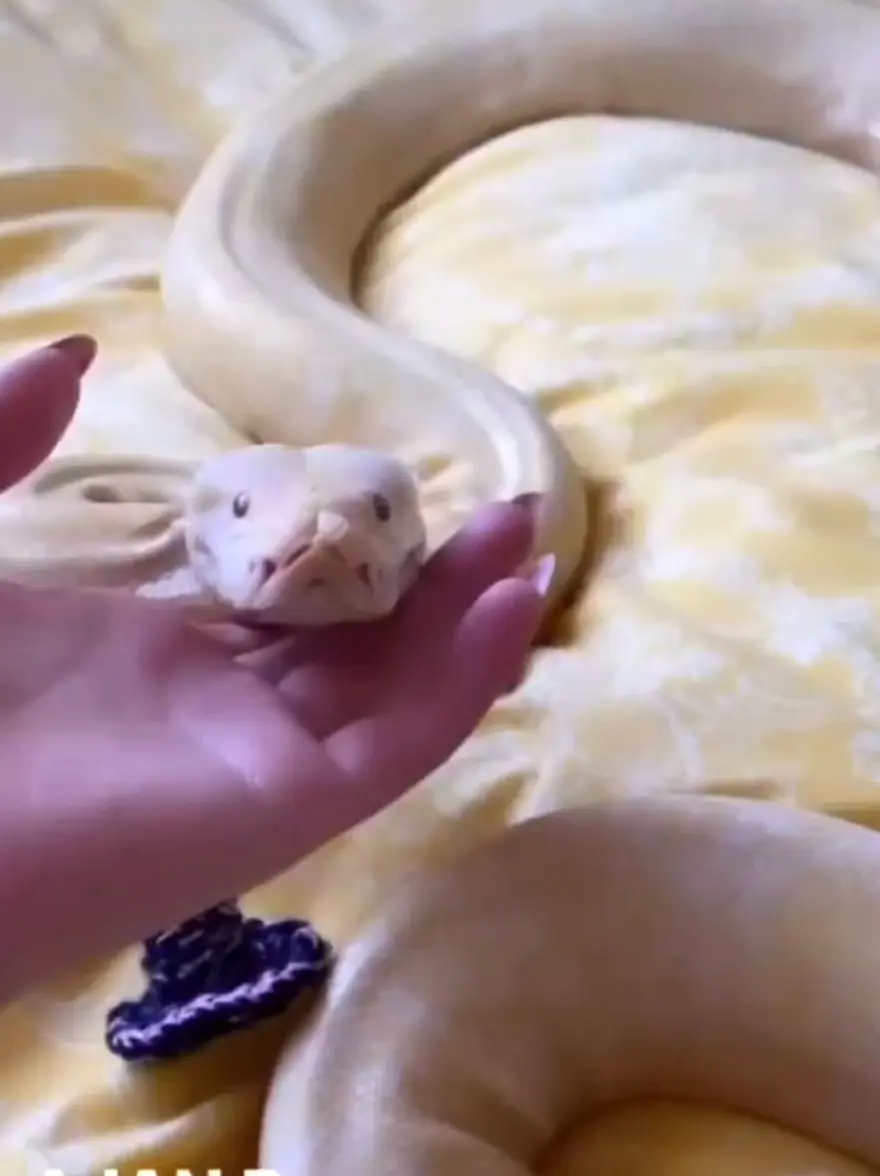 Kiracısına ulaşamayan ev sahibine albino piton sürprizi 4