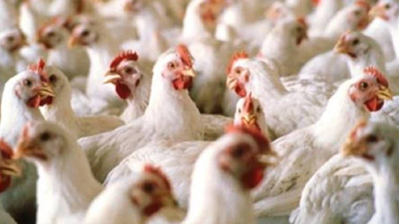 Çin ile tavuk ayağı diplomasisi