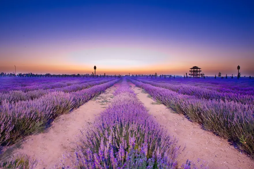 Moloz yığınları ile kaplı alan, lavanta bahçesine dönüştü 