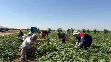 Kornişon salatalık hasadı devam ediyor