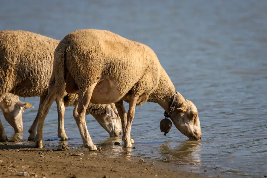 Keşan'da çiçek ve şarbon hastalığı alarmı: Hayvanların meraya çıkarılması yasaklandı 9