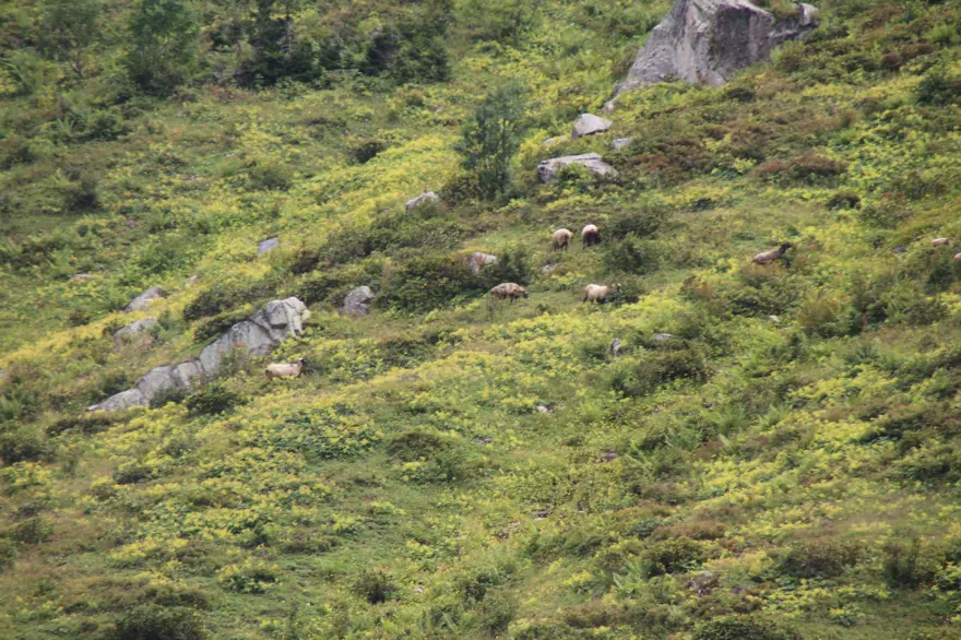 Yaylaya çöp bırakan piknikçilere tabelalı uyarı: Bu bölge ineklerin piknik alanıdır 6