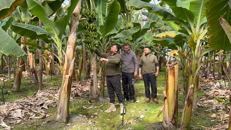 Kilosu 45 TL'den alıcı buluyor: Zirai don afeti etkilemişti 1