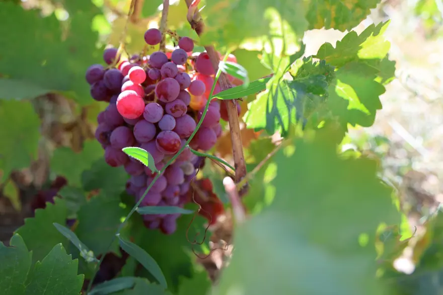 Orcik mesaisi başladı: Özel toprakla mayalanıyor 7