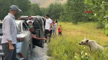 Bitlis'te ayılara cips verip selfie çektiler