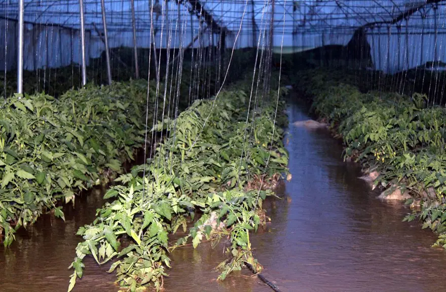 Sağanak tarım arazilerine zarar verdi 1