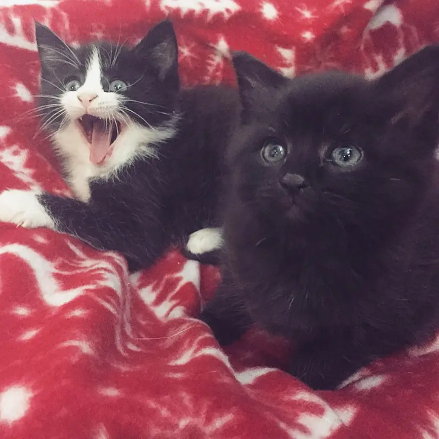 Hayatını kedileri kurtarmaya adadı 172