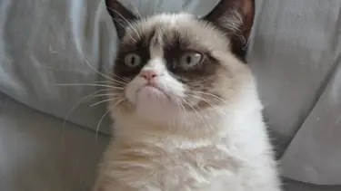 'Grumpy Cat' artık film yıldızı