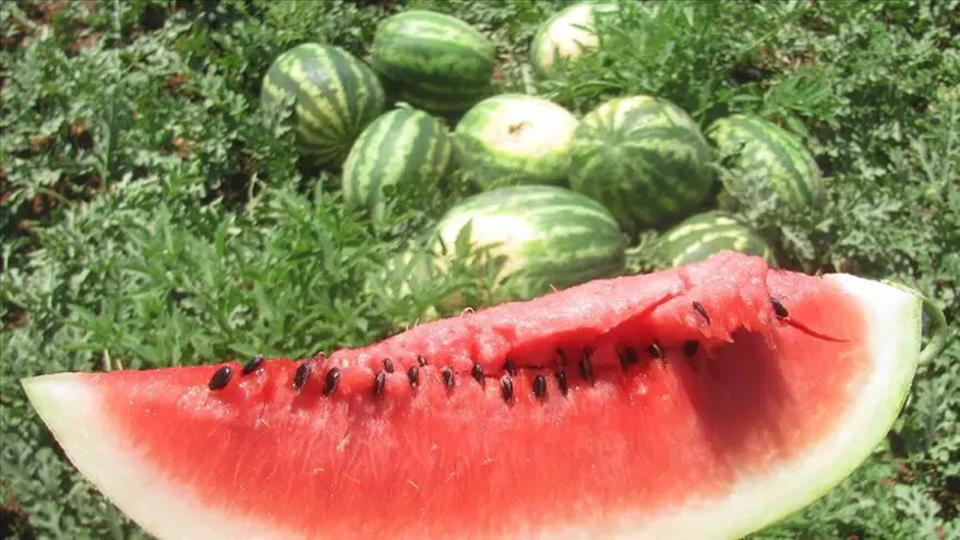 İYİ KARPUZ NASIL SEÇİLİR? 1