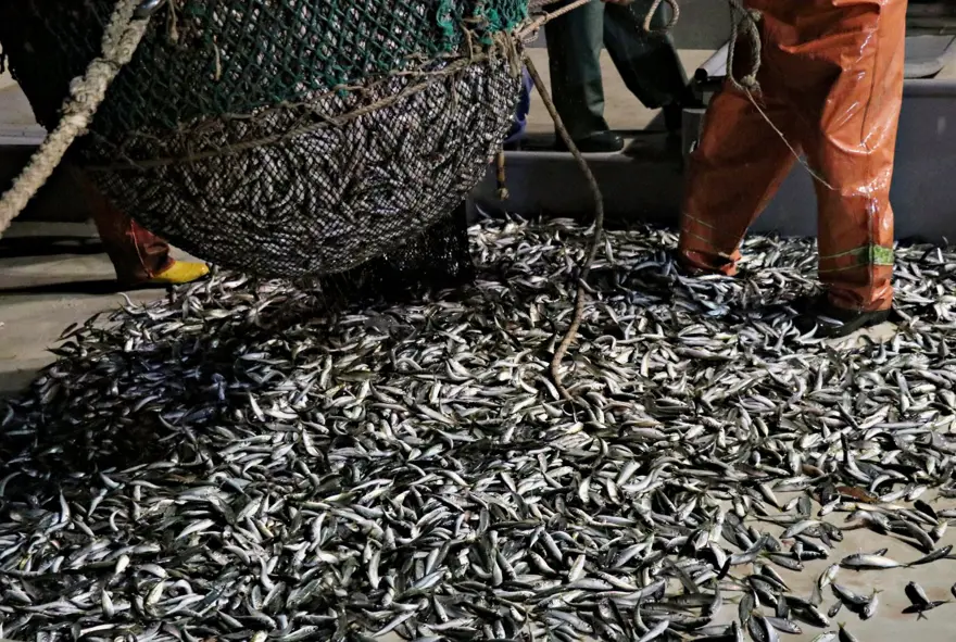 Balıkçılar "vira bismillah" dedi 4