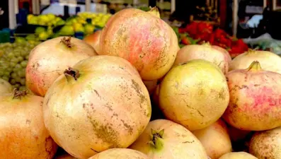 Türkiye'nin AB tescilli tek nar çeşidi: Budaması 1 ay sürüyor