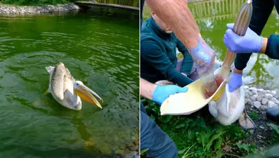 Doğal yaşam parkındaki pelikanın midesinden "pet şişe" çıktı