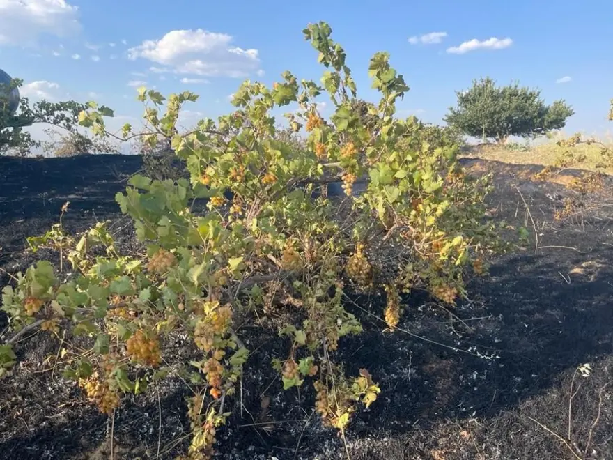 Üzüm bağını küle çeviren yangın 3