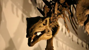 Dinozorlar son ana kadar hayattaydı: New Mexico’da çığır açan keşif