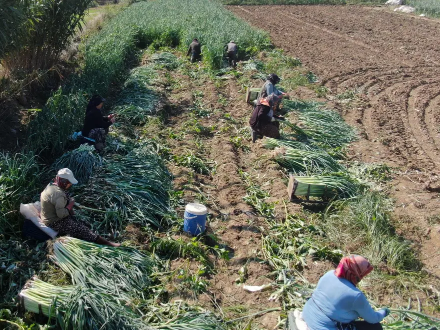 Tarlada ucuz, pazarda pahalı: Halk arasında ona &quot;doğal antibiyotik&quot; deniyor 1