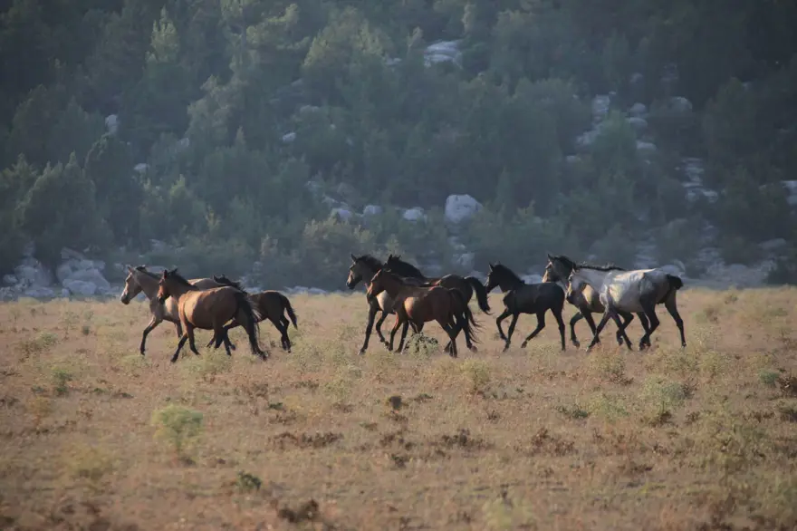 Soyları Osmanlı süvari birliğine dayanıyor! Torosların vahşi güzelliği 'Yılkı atları' 23