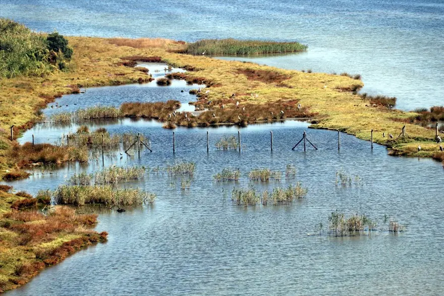 "Kuş Oteli" Hersek Lagünü, göçmen kuşlarla şenlendi: 350'den fazla flamingo geldi 6